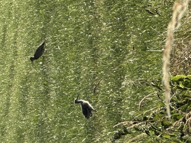 Two curlews with long curved bills feeding in short grass